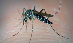 Mosquito aedes zika dengue chikungunya