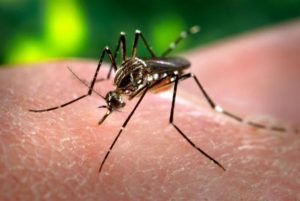 mosquito chikungunya